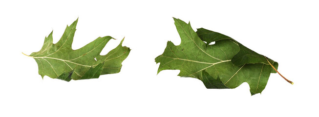 Set of dried oak leaves