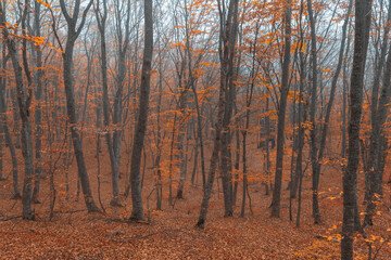 Foggy yellow autumn forest landscape