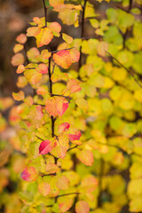 fall landscape with nice plants