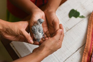 Taking care, feeding pet bird budgie chick  with hand or baby love bird in caring human hand pet house Kerala , India . kid taming, playing small birdie, giving food for eating.  Mother child relation