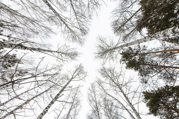 View of the birch trees from the bottom up against a grey, overcast winter sky.  Birch trees without leaves in upwardwinter on a gray gloomy day. Vertical photo