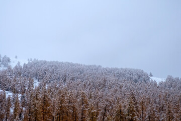 Beautiful mountains with yellow larches cobered with snow during snowfall. Beautiful nature landscape. Autumn in East Kazakhstan.