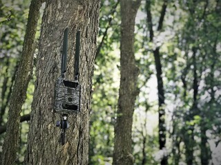 Trail Camera on Tree