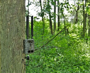 trail camera