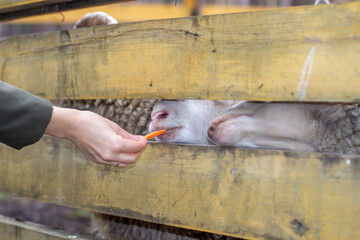 A man feeds white sheep over a fence. Sheep poke their heads through 