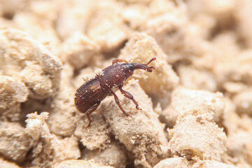 Close up of Rice moth or insect in the rice. Macro of  Red flour beetle (Tribolium castaneum) on white rice.