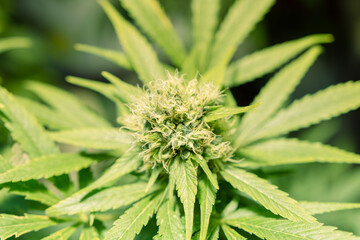 cannabis sativa flor hembra