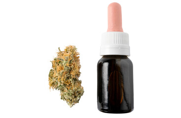 cannabis sativa flor hembra aceite 