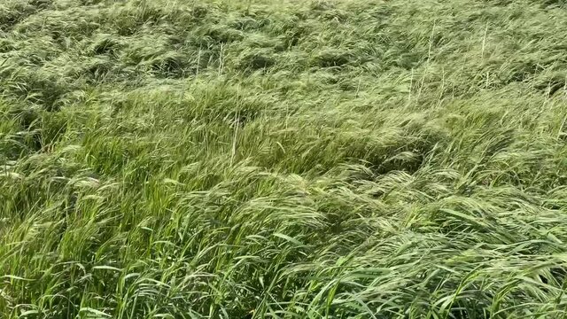 4k video footage of grass waving in the wind.