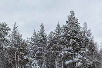 beautiful winter landscape with Christmas trees in the snow for Christmas and New year in the forest
