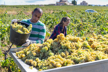 Man and female working with harvest in vineyard, picking ripe bunches of grapes