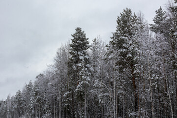 beautiful winter landscape with Christmas trees in the snow for Christmas and New year in the forest
