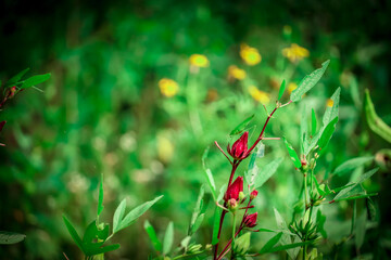 jungle food with flower (plant name :- ambadi )