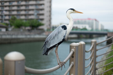 手摺にとまるアオサギ