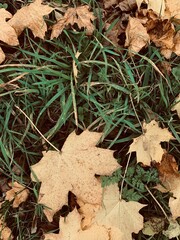 autumn leaves on the ground
