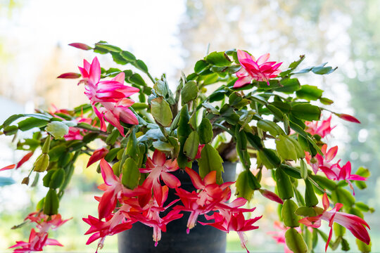 Autumn flower Decembrist in a pot on a background of a window