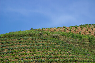 Fototapeta na wymiar hilltop against a clear sky background. a vegetable garden on the slopes of Mount Sumbing, Indonesia. natural landscape with a minimalist concept