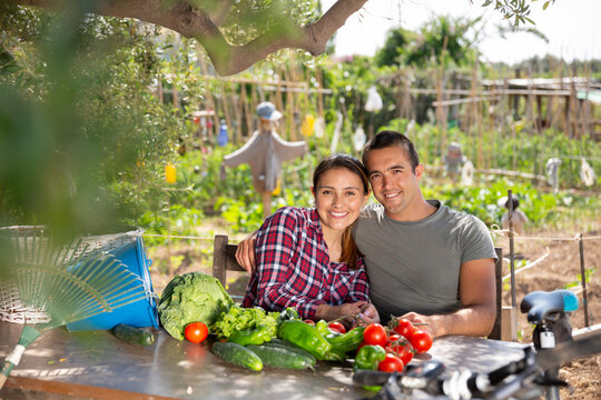 Portrait of smiling loving biracial couple of amateur gardeners sitting at table in garden, happy with crop of grown vegetables