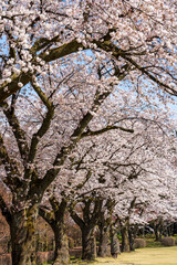 桜が咲き、草木が芽吹く里山の春