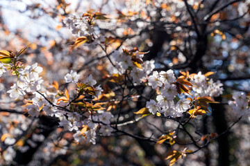 桜が咲き、草木が芽吹く里山の春