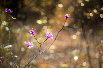 Spring blooming rhododendron blooms in the fall due to warmer fall temperatures. Climate change/global warming concept