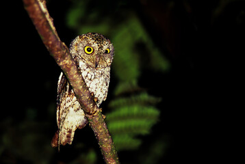 Oriental scops owl is perching on the tree branch at night.