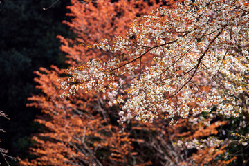 桜が咲き、草木が芽吹く里山の春