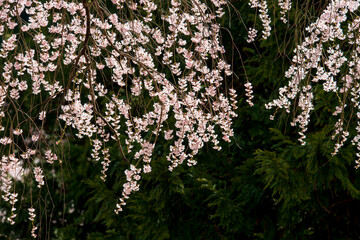 桜が咲き、草木が芽吹く里山の春