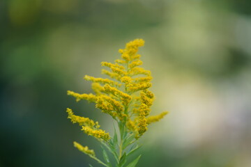 セイタカアワダチソウの花　アップ