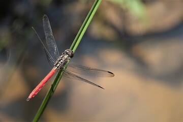 Lathrecista asiatica, the asiatic blood tail, is a species of dragonfly in the family Libellulidae