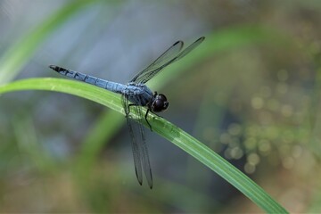 Orthetrum albistylum is a dragonfly species. The common name for this species is white-tailed skimmer.