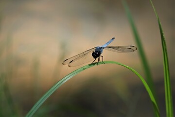 Orthetrum albistylum is a dragonfly species. The common name for this species is white-tailed skimmer.