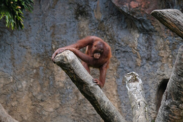 monkey on a tree trunk.