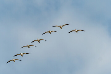 a flock of beautiful snow geese flew over head under cloudy blue sky