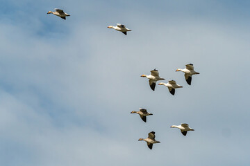 a flock of snow geese flew over under cloudy blue sky 