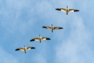 a flock of beautiful snow geese flew over head under cloudy blue sky