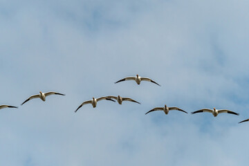 a flock of beautiful snow geese flew over head under cloudy blue sky