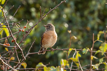 one young America robin resting on the edge of a branch of the bushes outside forest on a sunny day