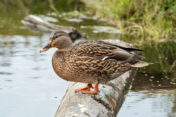 one female duck resting on the tree trunk floating on top of the waterway by the grassland