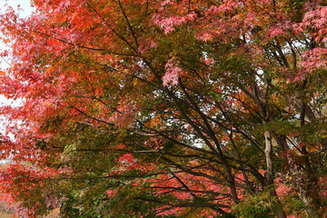 日本　群馬の紅葉