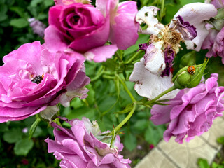 Withered pink roses in a green garden faded background