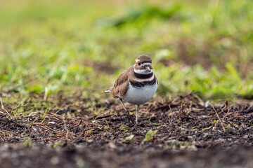 one beautiful killdeer bird walking on the soil on the farm searching for its meal