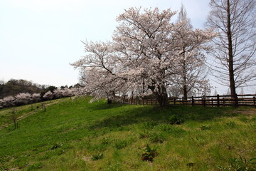 牧場の桜