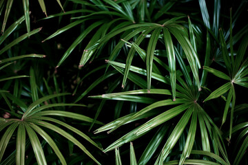 Green palm leaves with background.
