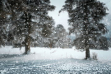 Obraz premium winter background, blured forest