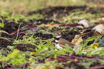 one killdeer plover bird walking around in the farm land filled with beets searching for bugs to fill its stomach. 