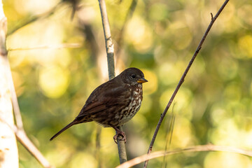 one female sparrow resting on the thin branch under the shade on a sunny day in the park