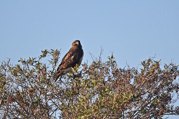 Cooper's Hawk resting on a Tree Top