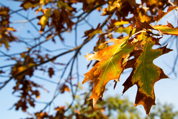 Autumn leaves clinging to the tree
