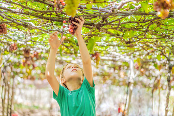 Child taking grapes from vine in autumn. Little boy in vineyard. Fight picking grapes